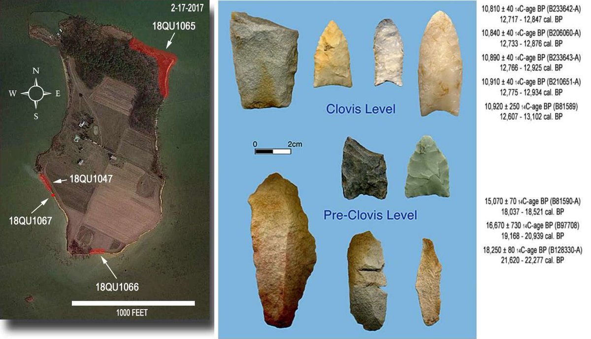 AncientEpoch's tweet photo. Evidence That Ice-Age Humans Lived in Maryland 22,000 Years Ago.
A scientist has released his years of archeological research. Indicating human activity during the last glacial maximum along the upper east coast of North America.
His findings disrupt all the migration hypotheses up to date including the most recent pacific coast migration or "Kelp highway" hypothesis.
Unless you want to prescribe to the notion ancient humans traversed the entire continent and decided to settle on a small island of the coast of what's now Maryland.
Darrin Lowery an anthropologist with a PHD in anthropology and geology, working for the Smithsonian institute, has unearthed a veritable treasure trove of artifacts on the small Parsons Island region off the coat of Maryland, in the Chesapeake Bay.
Due to erosion along the island's perimeter artifacts began to become exposed. And because sediment layers can be dated, he was able to determine the age of said artifacts.
Here we can see an in-situ bipoint biface found within the exposed and eroding paleosol (an ancient soil)
He was able to establish continuous human activity previous and through to the Clovis "first" time period, starting some 22,000 years ago. This was during the last glacial maximum which ended apx. 14,000 years ago.
This points to an astonishing 7,000 year period of human activity along the east coast of North America during the last Ice Age.
And could lead credence to the notion of an Atlantic migration currently considered unheard of.