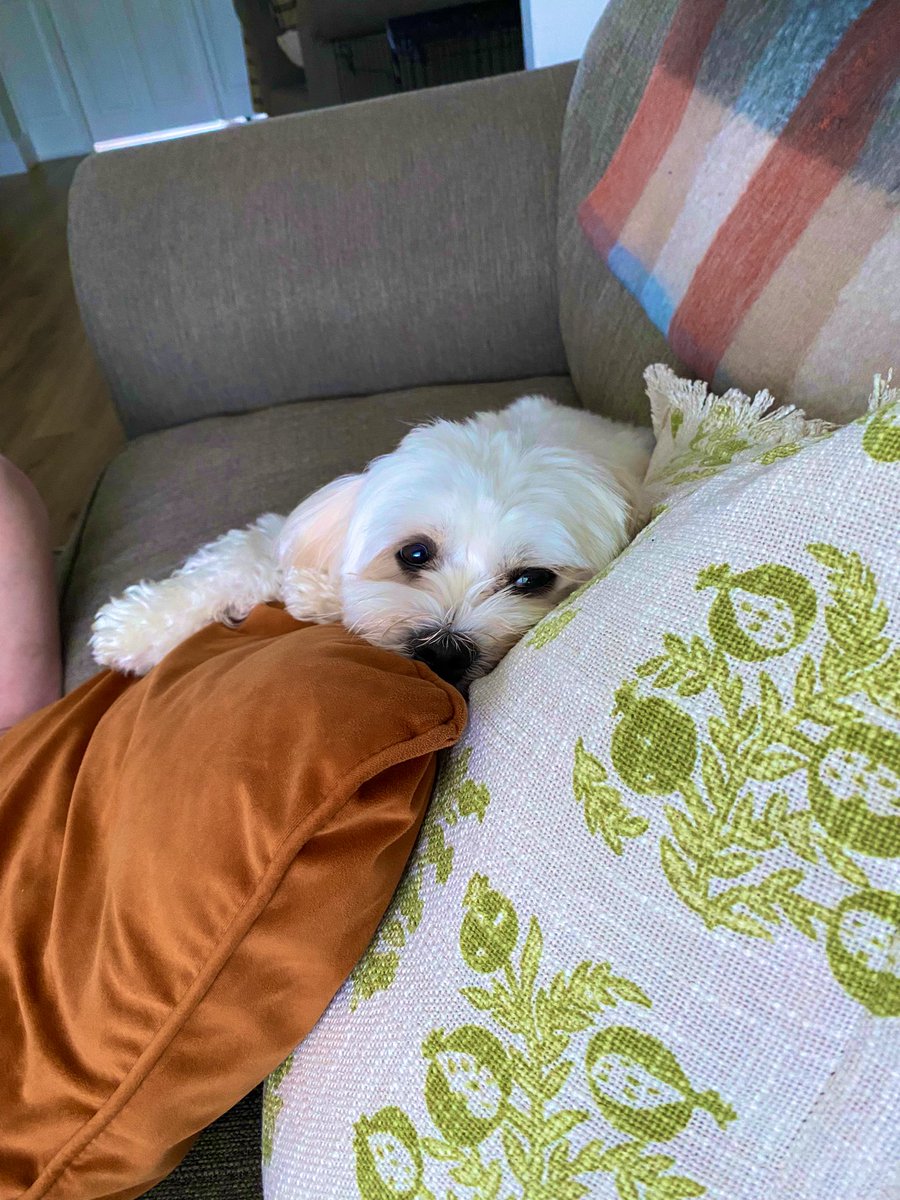 smithdamien_'s tweet photo. Pic 1. Where’s my dinner?
Pic 2. I’m stuffed thanks 😴
#dramaqueen 
#roxy https://t.co/K9KPaSH2lh