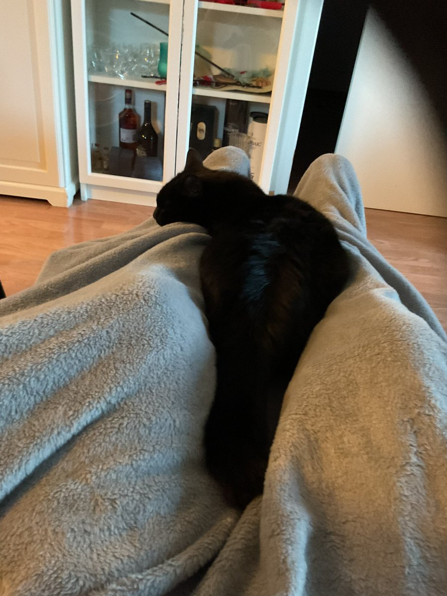 TorfinnOpedal's tweet photo. #catfie https://t.co/7rnoQdwcGK