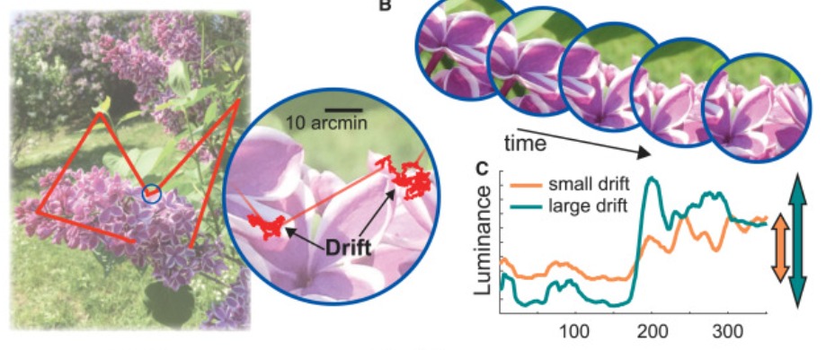 aplabUR's tweet image. New @APLab study: Spatial tuning in the visual system critically depends on how fixational motion shapes the temporal input to the retina. @CurrentBiology: bit.ly/3xWPp2L