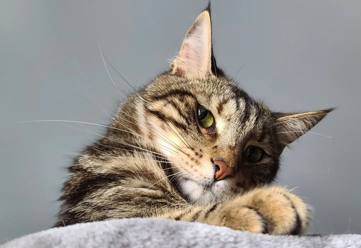 catspride's tweet image. We take Friday very seriously. 

📸 @cat_venturess

#catsofinstagram #cutecats #catgram #felinefriday #tgif