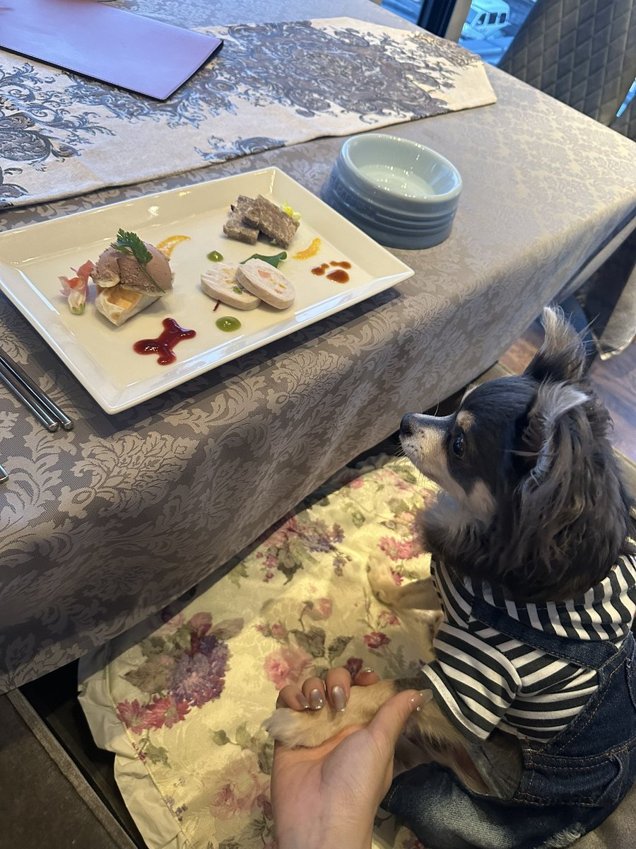 a____0717h's tweet photo. うちの僕ちんフレンチデビュー👏 https://t.co/qEq0EmhS6y