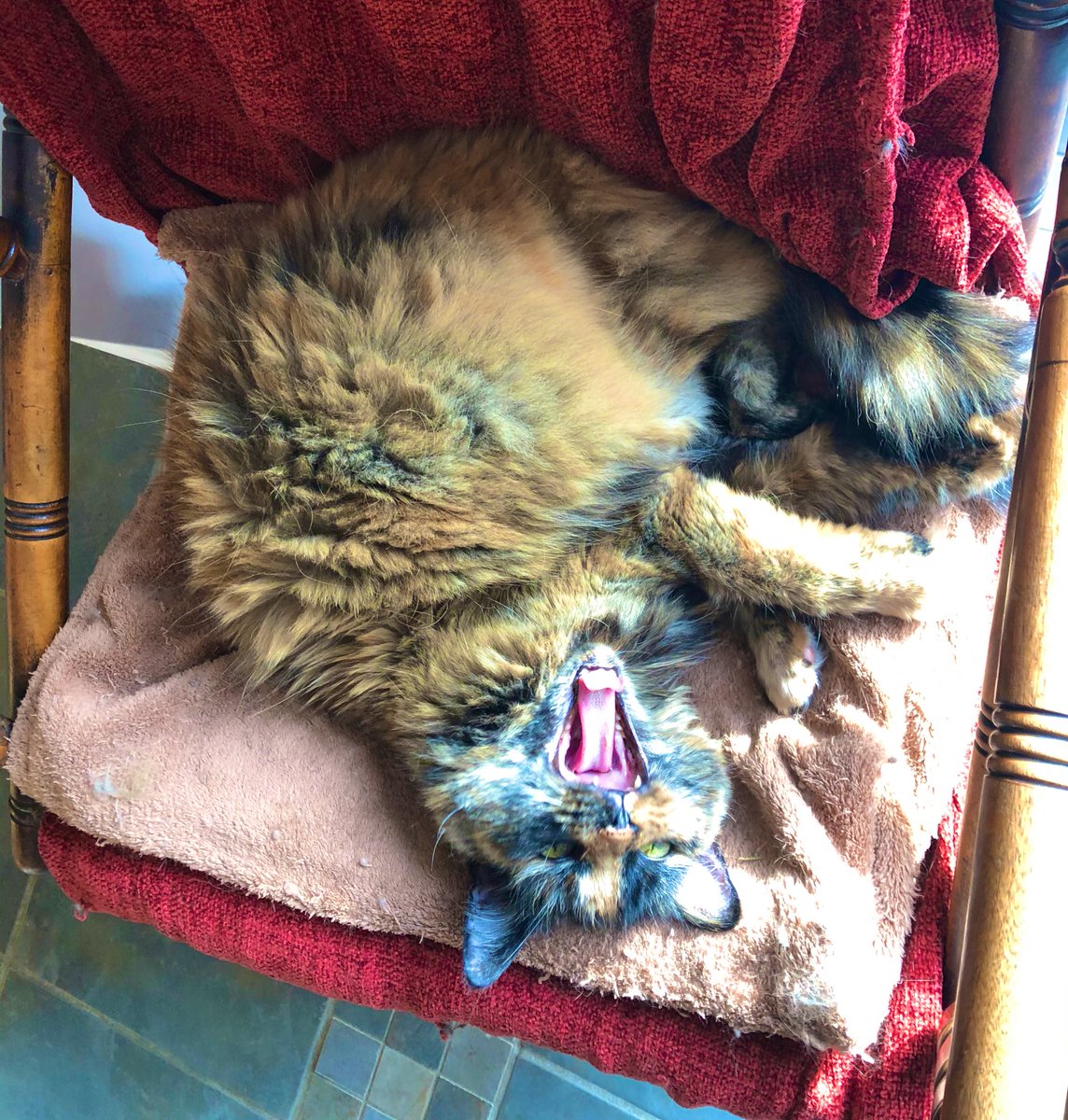 NTortie's tweet photo. @RolfatWarwick #CatsRoarForEngland #ThreeLions #EURO2024
Come on England 😺⚽️🦁 
😽🐾🐾🖤🤎🧡 https://t.co/7SpWq36aVi