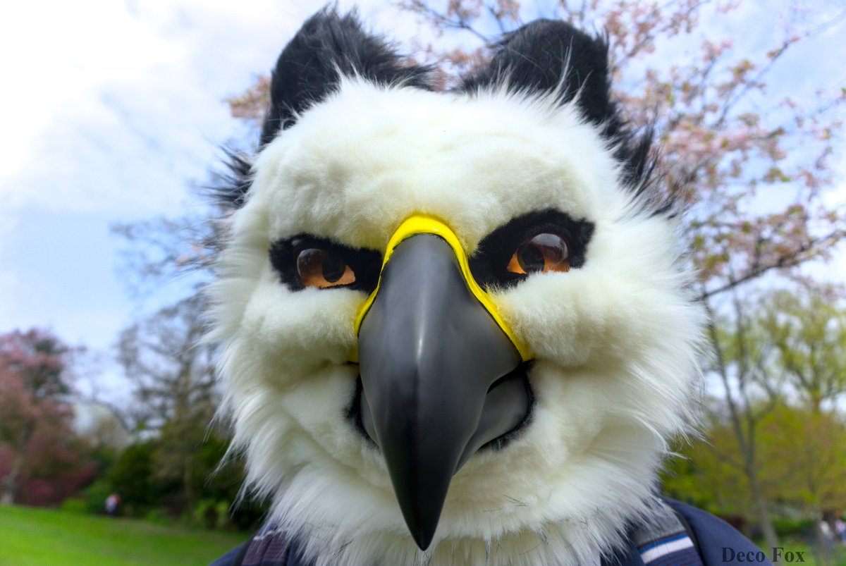 I showed u my beak pls respond

 Happy #FursuitFriday :3

Thank you <a href="/DecoFox2/">Deco Fox</a>!