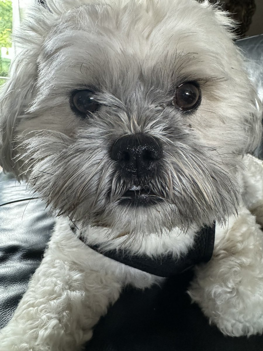 MeganENelson's tweet photo. When Aaron gets upset on love island he looks like my dog tell me I’m wrong 😂 #loveislandusa https://t.co/sG4Qe5VrNL