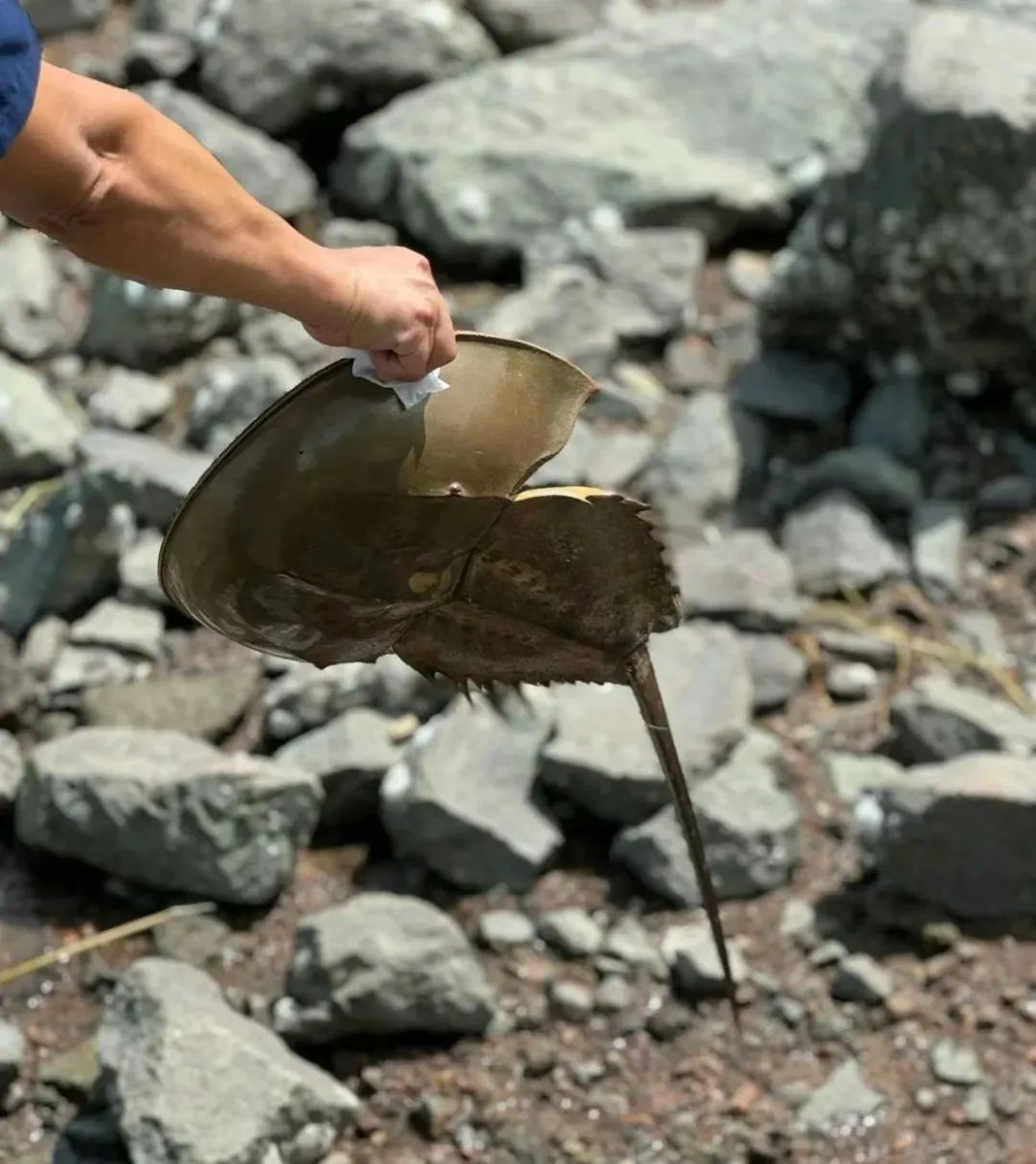 MorningGBA's tweet image. A #horseshoecrab, a rare sight and &quot;#livingfossil&quot; dating back 475 million years, was recently spotted in Shenzhen Bay Park! These ancient creatures have unique blue blood used in medicine, but are protected due to overexploitation.