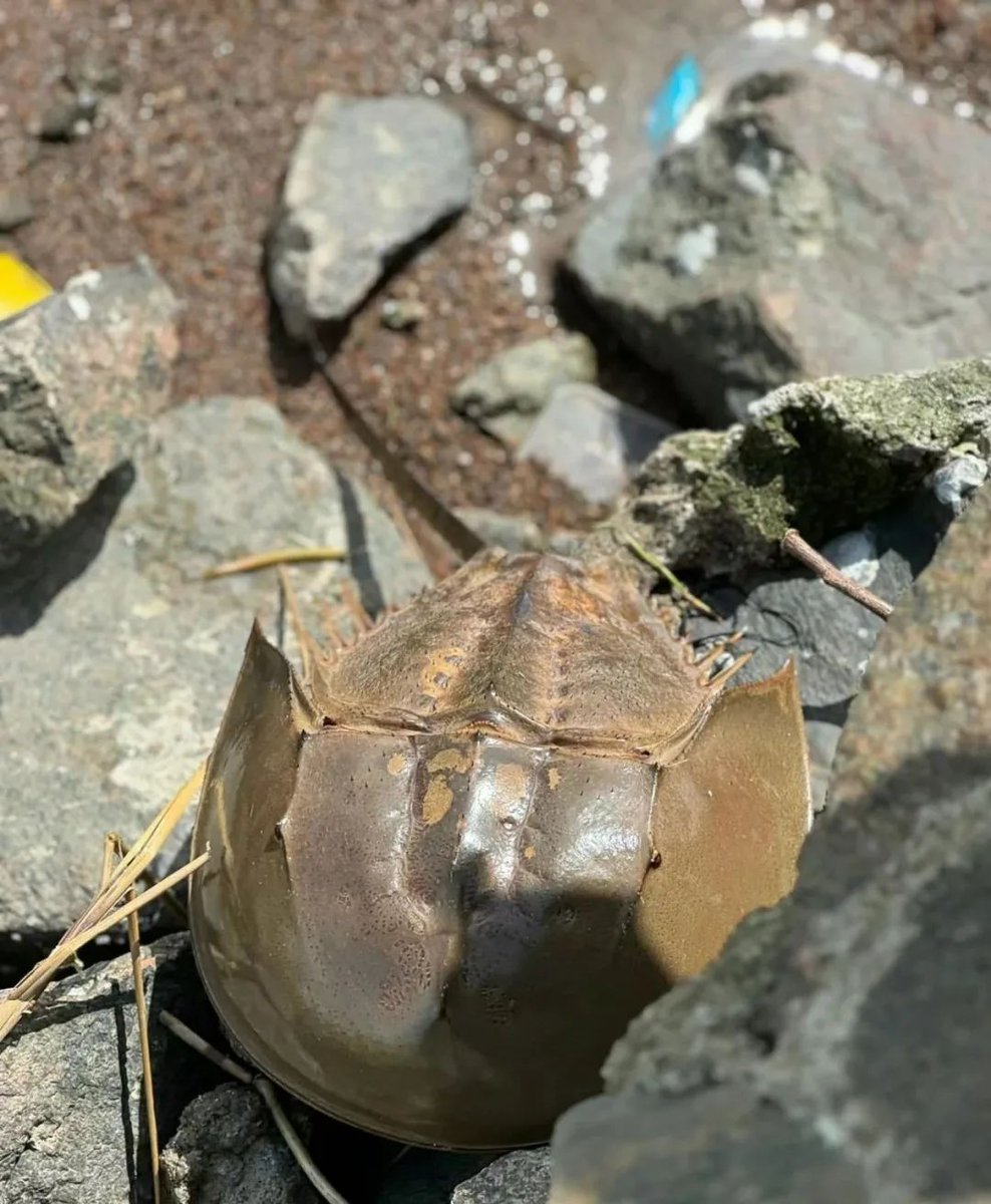 MorningGBA's tweet image. A #horseshoecrab, a rare sight and &quot;#livingfossil&quot; dating back 475 million years, was recently spotted in Shenzhen Bay Park! These ancient creatures have unique blue blood used in medicine, but are protected due to overexploitation.