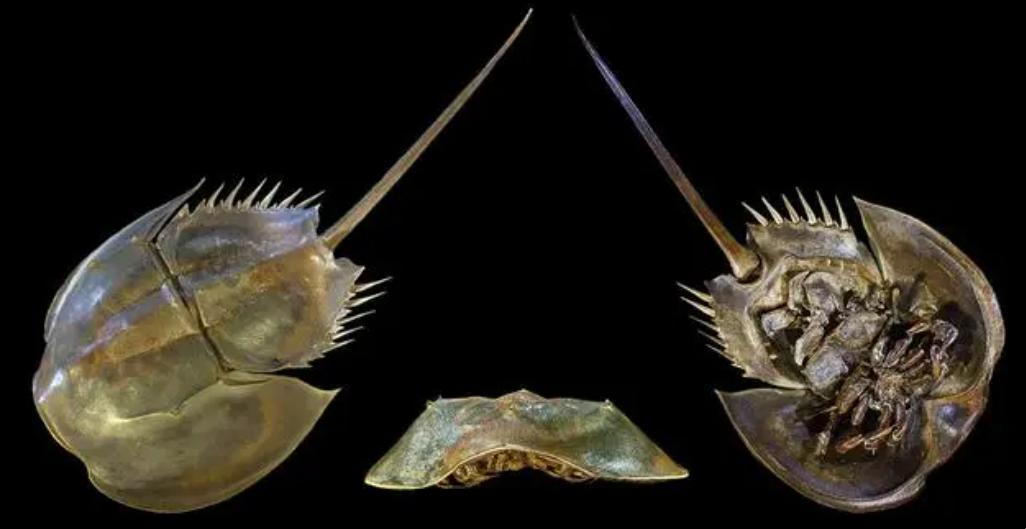 MorningGBA's tweet image. A #horseshoecrab, a rare sight and &quot;#livingfossil&quot; dating back 475 million years, was recently spotted in Shenzhen Bay Park! These ancient creatures have unique blue blood used in medicine, but are protected due to overexploitation.