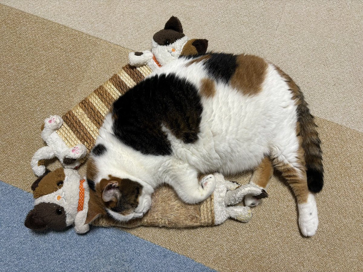 mifuyu_916's tweet photo. 三毛猫がいっぱい https://t.co/RDeycY2d1C