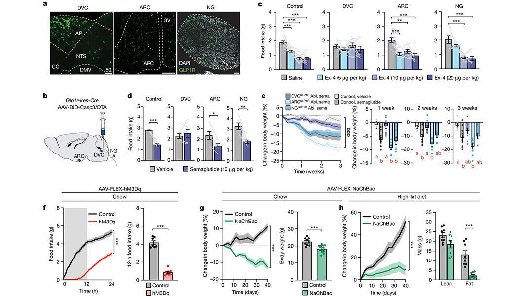 NaturePortfolio's tweet photo. The neural circuits in the hindbrain that link satiety and aversion are shown to be separate, according to a paper in @Nature, raising the possibility of developing obesity drugs without the common side effects of nausea and vomiting. 🔒 https://t.co/pCdTmbb54R https://t.co/hQXnMI8b3h