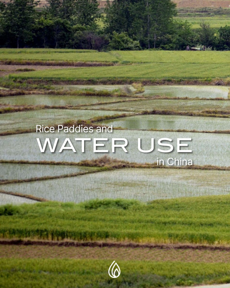 WaterTimer_'s tweet image. Rice paddies in China are vital for feeding millions, yet they are also one of the largest consumers of freshwater. 

These approaches can significantly reduce water consumption and promote environmental sustainability. 

#watertimer #waterwise #ecoheroes #savethedrops