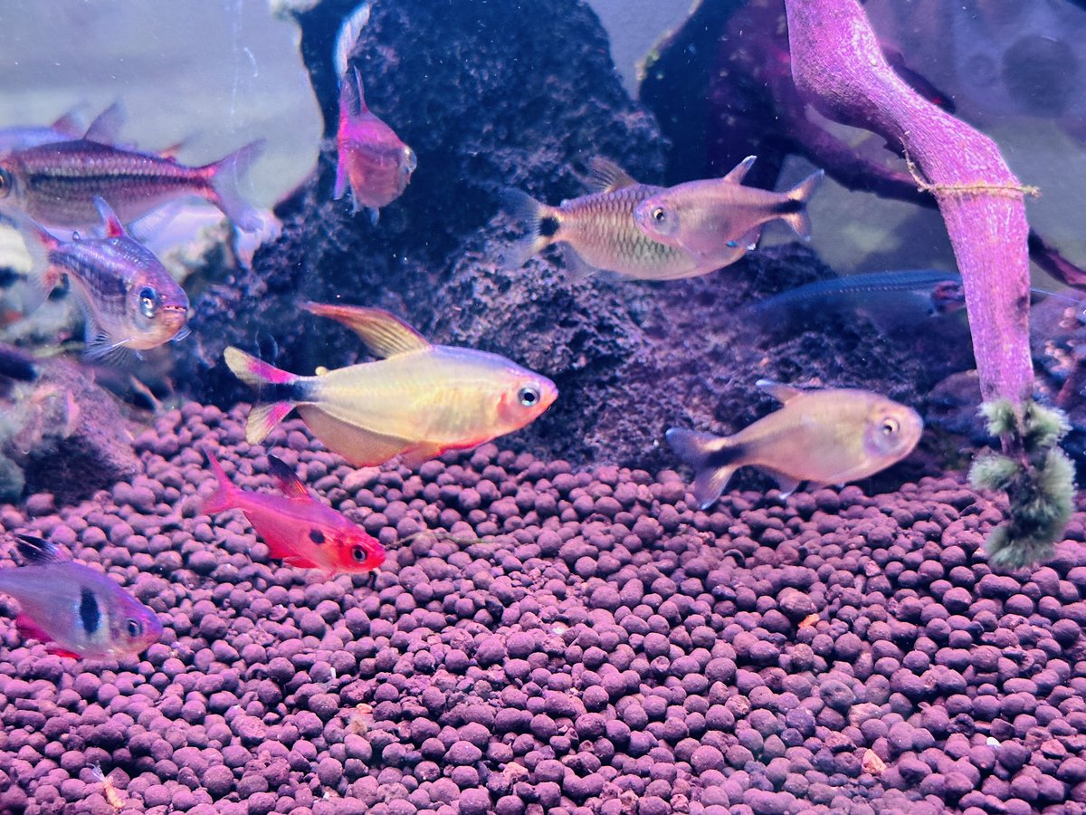 minteyut's tweet photo. やっとプロキオンの頭青くなって来た🥰

#熱帯魚　#ハイフィソブリコン https://t.co/mHC7QaS8Gq