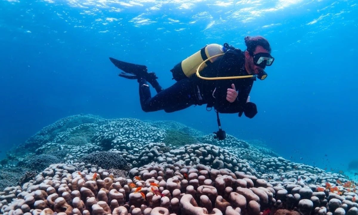 Streamlining Data in #Mozambique: Erwan Sola

Data collection in MERMAID helps establish baselines for biomass, #coral cover, and #biodiversity that can be used in establishing #protectedareas,

datamermaid.org/reef-stories/e… <a href="/datamermaid/">MERMAID</a>