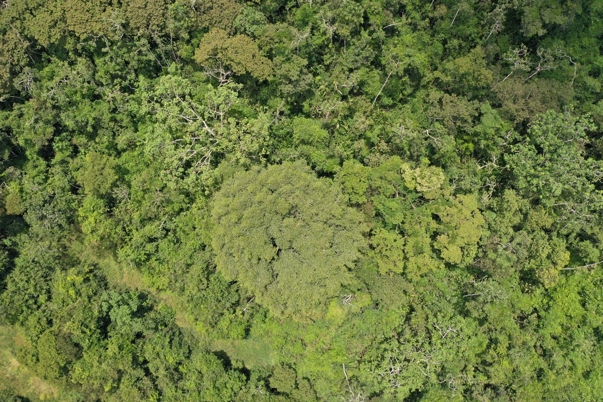 HodgsonGeorge's tweet photo. ¡Gran noticia! La deforestación en🇨🇴 está en su nivel más bajo en 23 años gracias a autoridades y comunidades. Ayer lanzamos otro proyecto contra la deforestación: #AIM4Forests que apoya el monitoreo forestal
¡Seguiremos trabajando para lograr la cero deforestación para 2030🇨🇴🇬🇧! https://t.co/kiJKfEu9MT