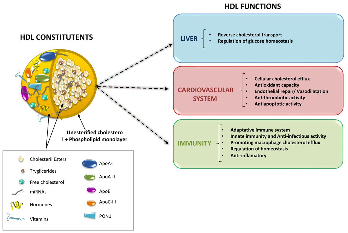 Hdl Formation About ~80% of the body's cholesterol is made de novo in the liver. But ...