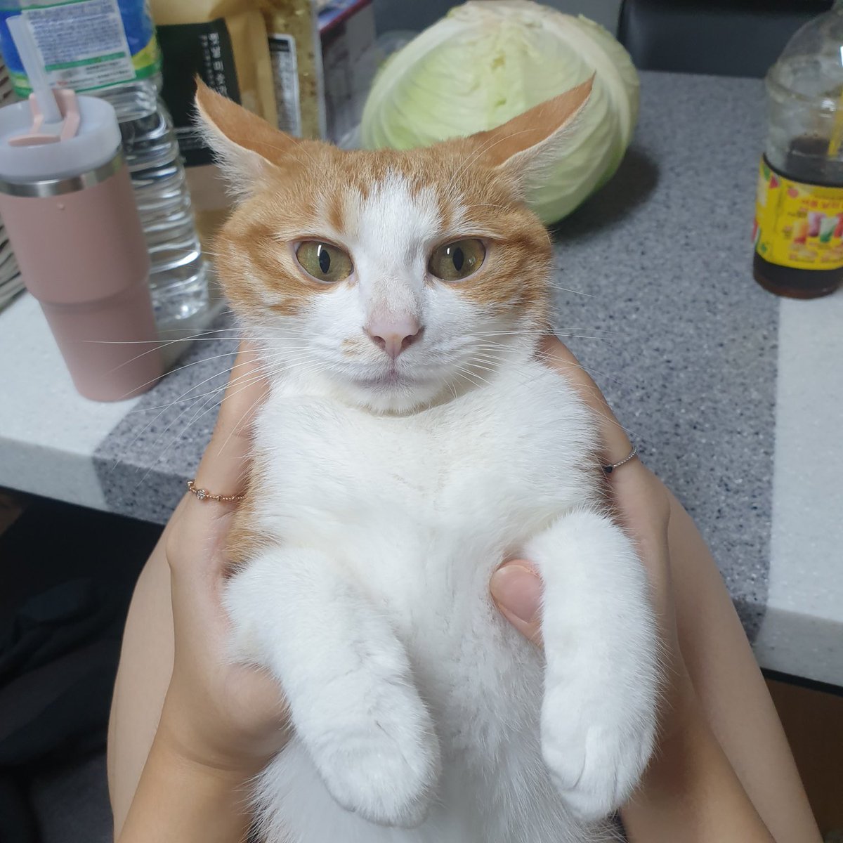 맘에 안들어서 
귀는 쭉벌어졋는데
할 줄아는 욕이없는 얼굴

글구 뒤에 양배추도 웃김 
왜 식탁에 양배추가 통으로 ?