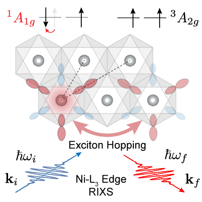 PhysRevX's tweet photo. Observations of unique excitons in a kind of 2D magnet reveal their origin—magnetic nickel ions—and their diffusive nature, suggesting a novel mechanism for controlling exciton properties.

Read https://t.co/HQRrmmYgPS

#PRXjustpublished #openaccess #PRXcondmatt #PRXexcitons https://t.co/pxkbsMykkc