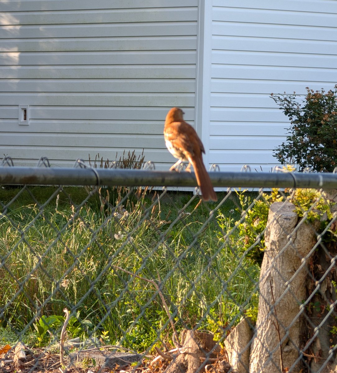 engle68's tweet photo. Bird https://t.co/CxAKD0466O