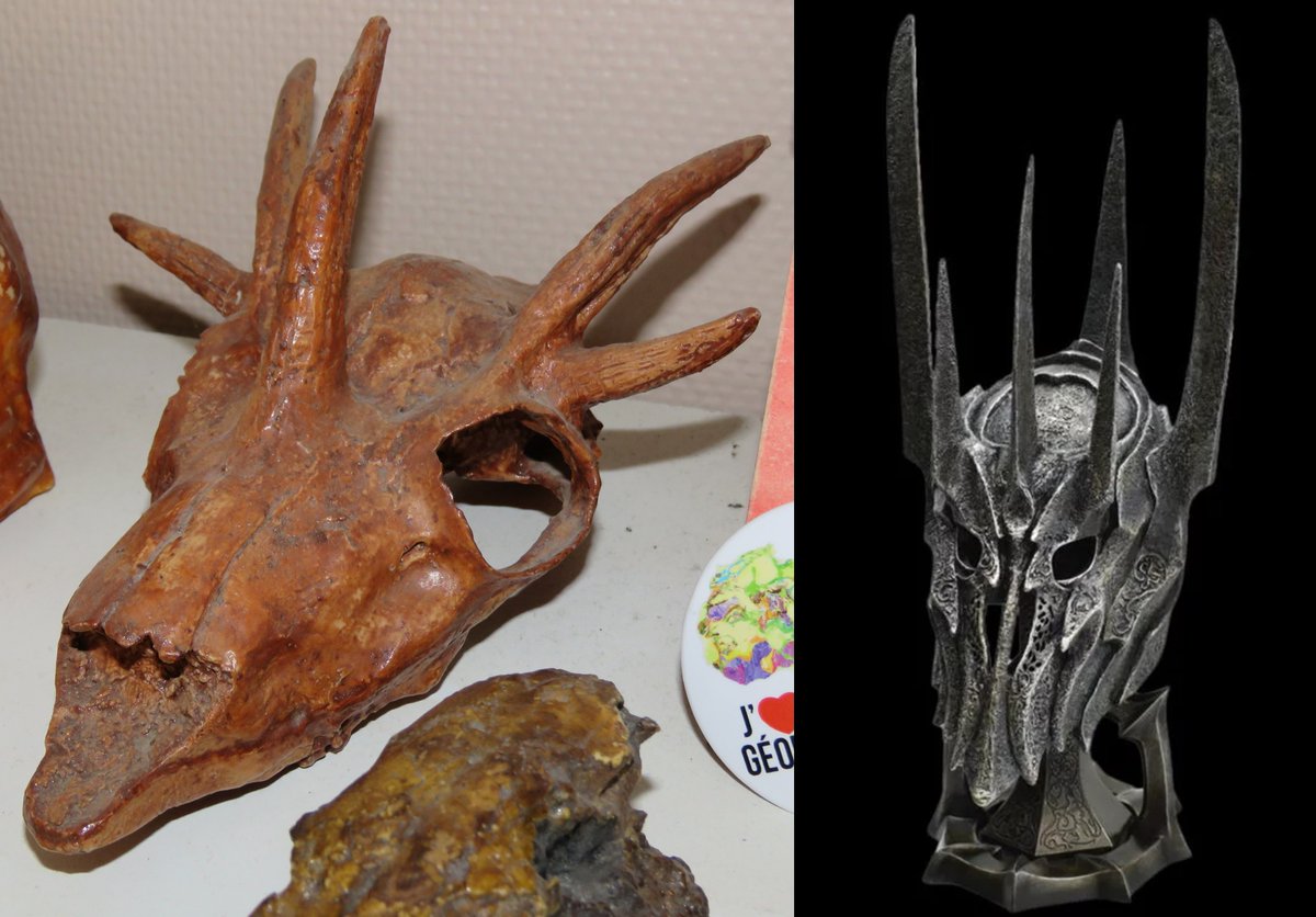 The skull of the small ruminant Hoplitomeryx (Pleistocene of Italy) has such a Sauron vibe ! #fossilfriday