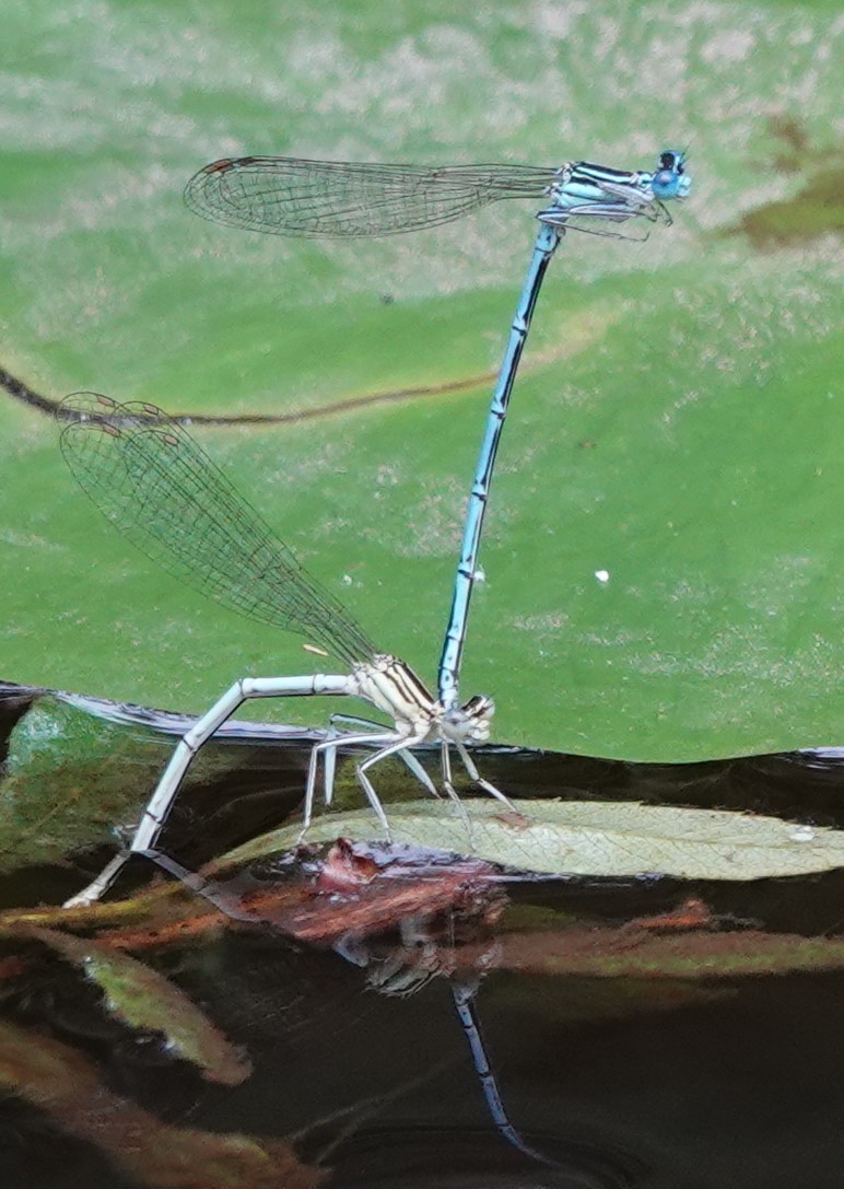 Martin Pitt tweet media