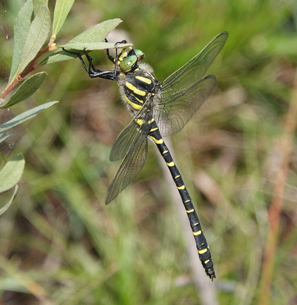 Martin Pitt tweet media