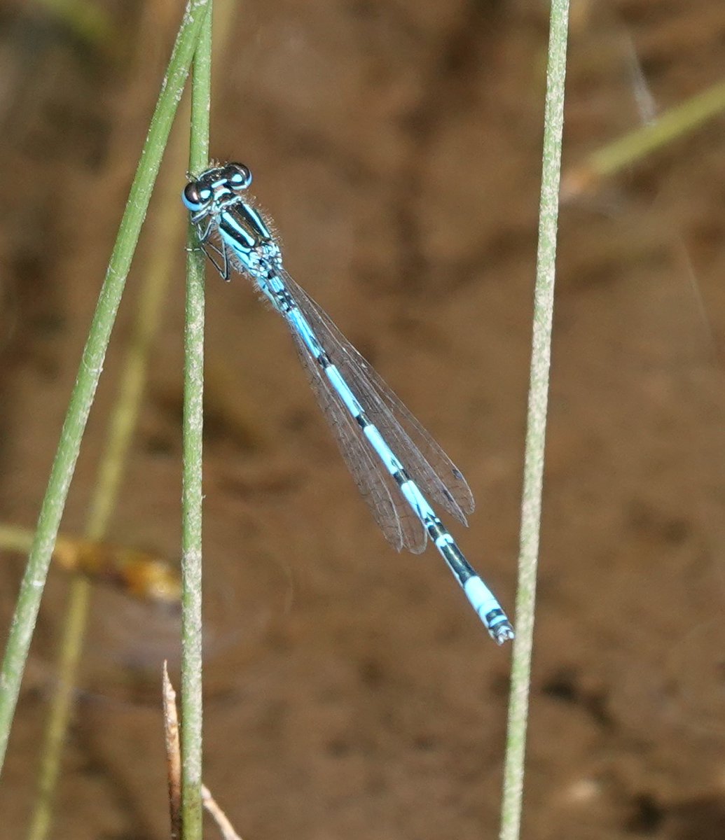 Martin Pitt tweet media