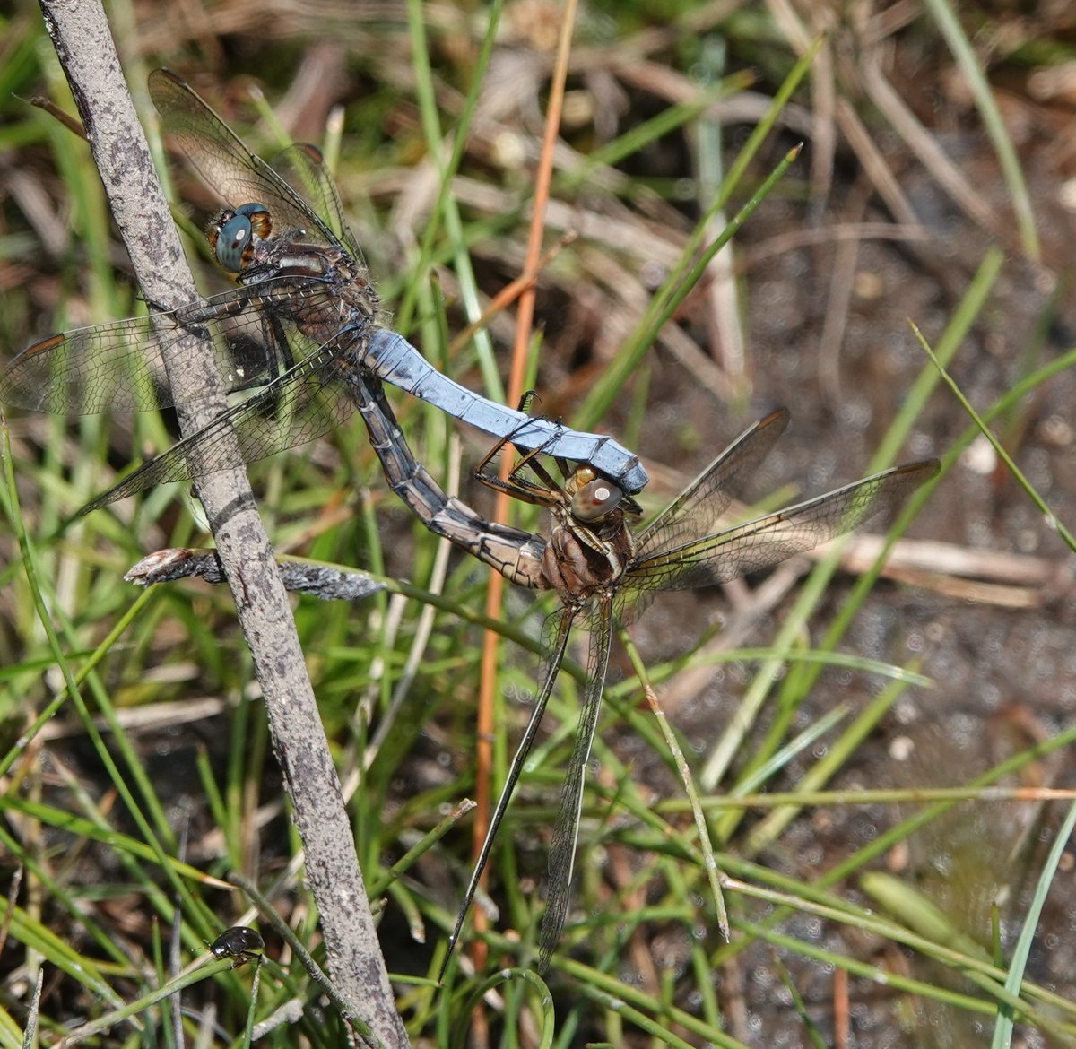 Martin Pitt tweet media