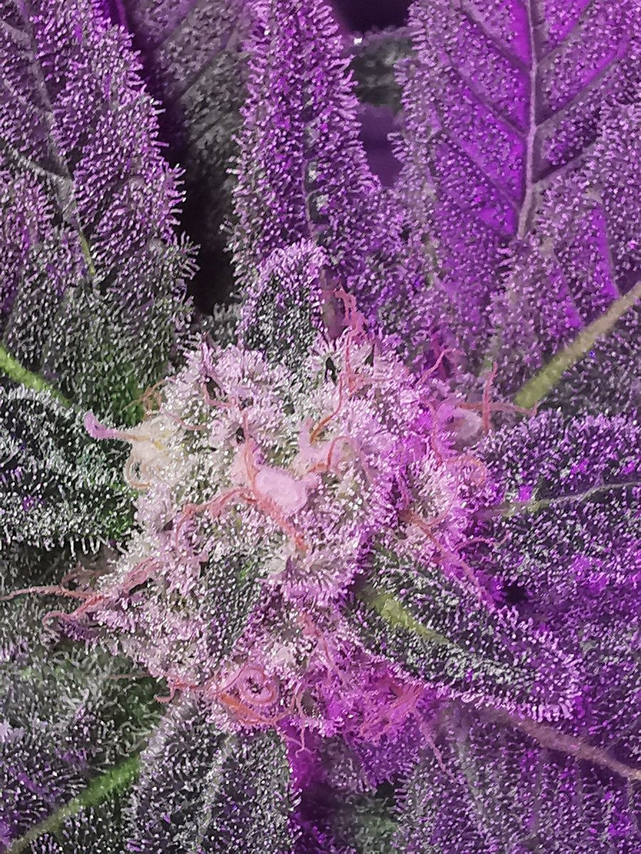 HD1920x1080's tweet photo. Trichom Porn. Leider noch alles recht klar. Die Damen lassen sich echt lange Zeit... #mygrow #growmob https://t.co/6cFugAnni2