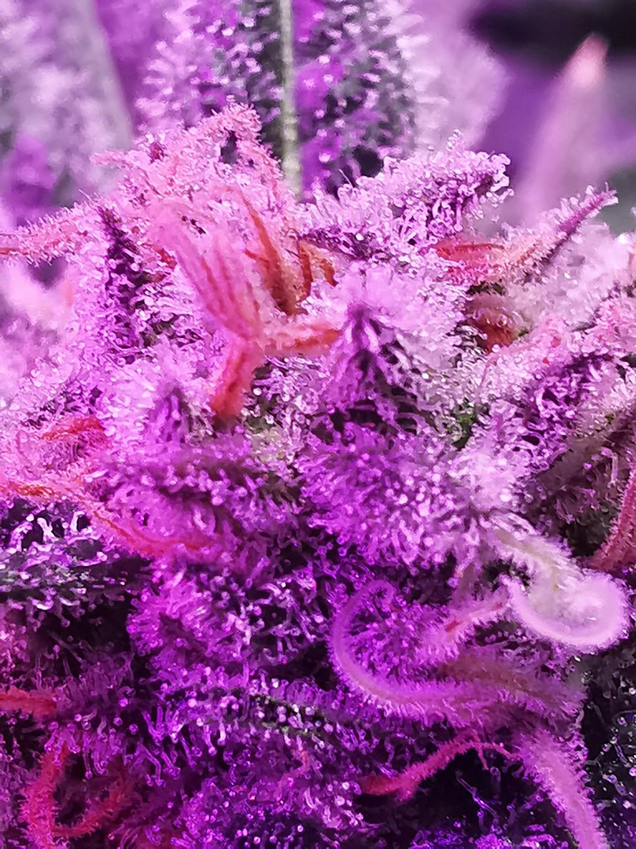 HD1920x1080's tweet photo. Trichom Porn. Leider noch alles recht klar. Die Damen lassen sich echt lange Zeit... #mygrow #growmob https://t.co/6cFugAnni2