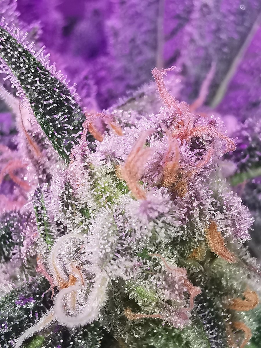 HD1920x1080's tweet photo. Trichom Porn. Leider noch alles recht klar. Die Damen lassen sich echt lange Zeit... #mygrow #growmob https://t.co/6cFugAnni2