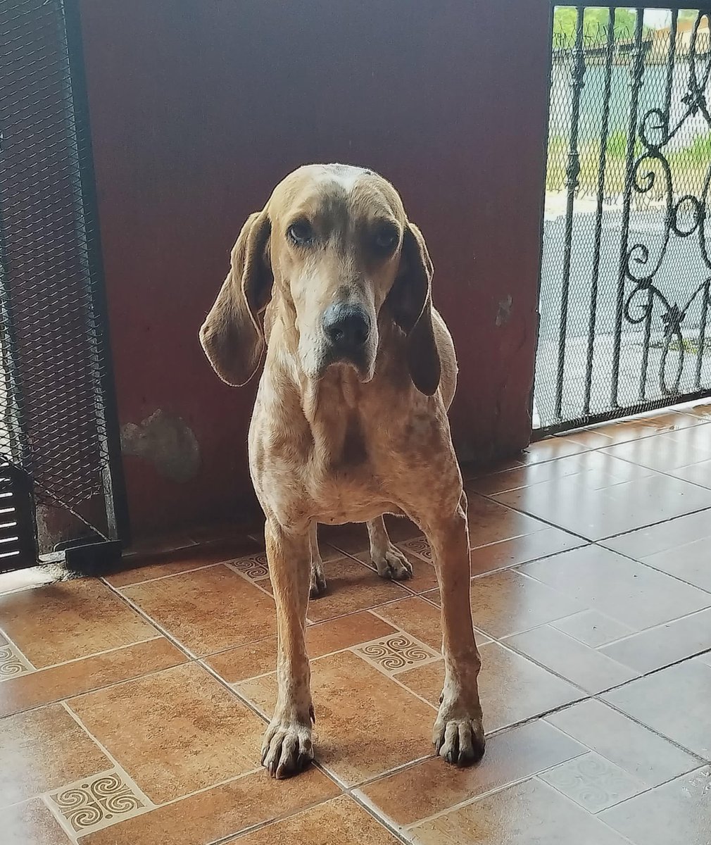 aguayypan's tweet photo. Vean que carita🥺 alguien que por favor le quiera ceder un campito temporal en su casa? Ser casa cuna es una labor muy gratificante y nos ayuda muchísimo a los rescatistas para poder seguir atendiendo casos. La problemática de la sobrepoblación animal nos compete a todos. 🙏🏼 https://t.co/D9jmM09nI7