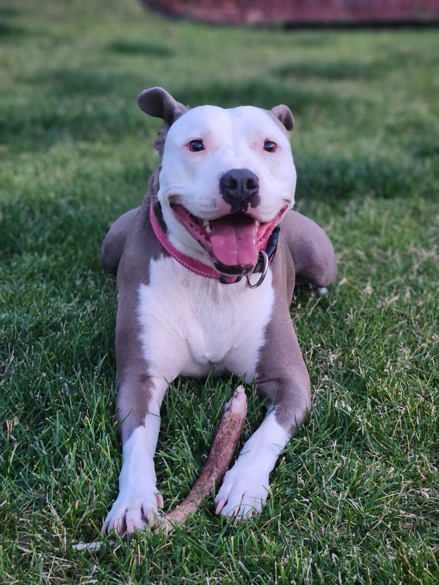 Merica hanging in the shade with her #EHDC #pitbull #pitapproved
