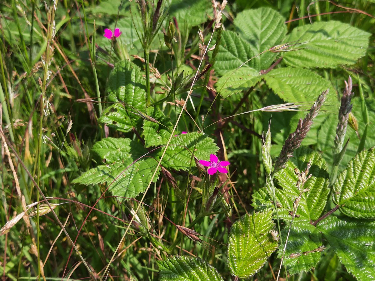 We did our annual count of this gorgeous and scarce flower this week at Romney Warren. We counted 24! It's called Deptford pink. This is one of only a few places in Kent where you can see it. <a href="/speciesrecovery/">speciesrecoverytrust</a> <a href="/fstonehythedc/">Folkestone & Hythe District Council</a> <a href="/NESussexandKent/">Natural England - Sussex and Kent Team</a> #NatureReserve #wildflowers #Kent