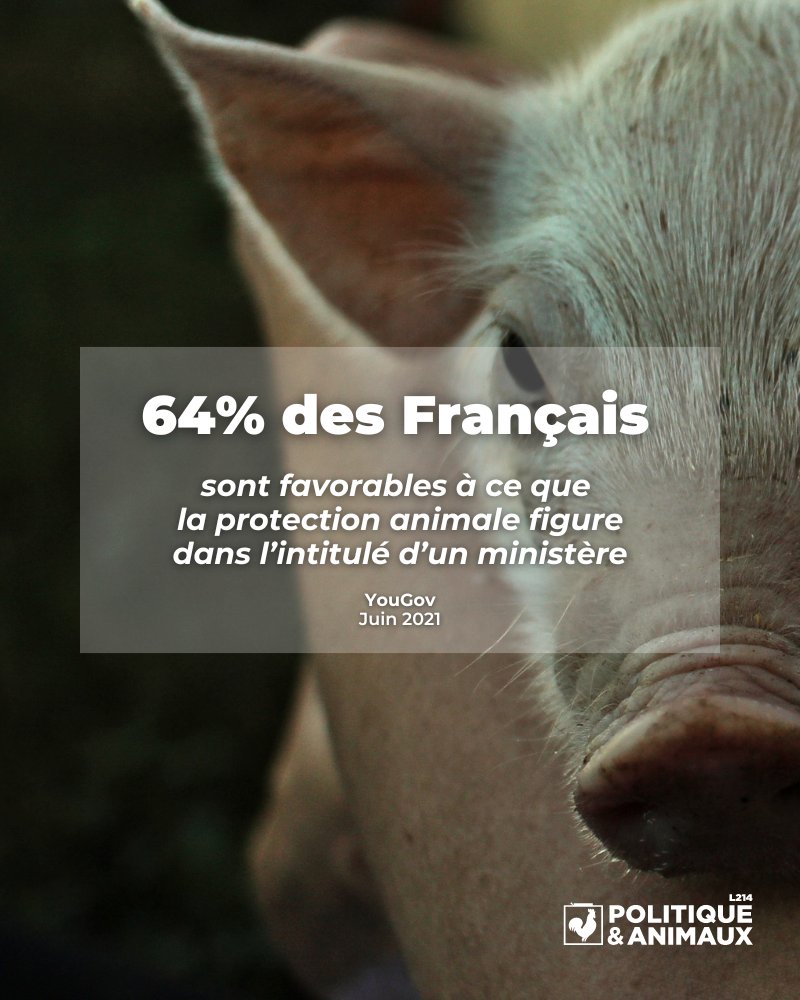 📊 Le chiffre de la semaine !

64% des Français sont favorables à ce que la protection animale figure dans l’intitulé d’un ministère. Et vous ?

➡️bit.ly/MinistèreCondi…