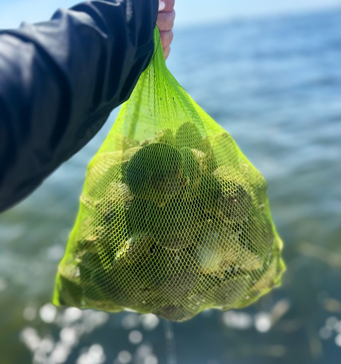 annatheenigma's tweet photo. 1st drop - I killed it! #scalloping https://t.co/t4039DoQ45