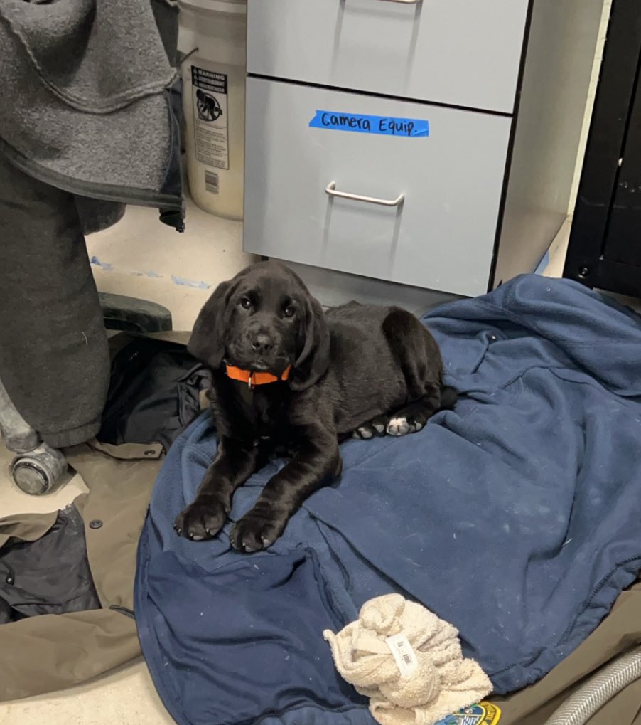 EricahDawn's tweet photo. Hatchery pup Fisher AKA Fisheroonies is become a distinguished young man! From being found almost dead he is now living the life of chasing off predatory birds, eating frogs and toads, throwing around dead fish, swimming, and keeping us in line on the golf cart. https://t.co/fbr7iwdMRn