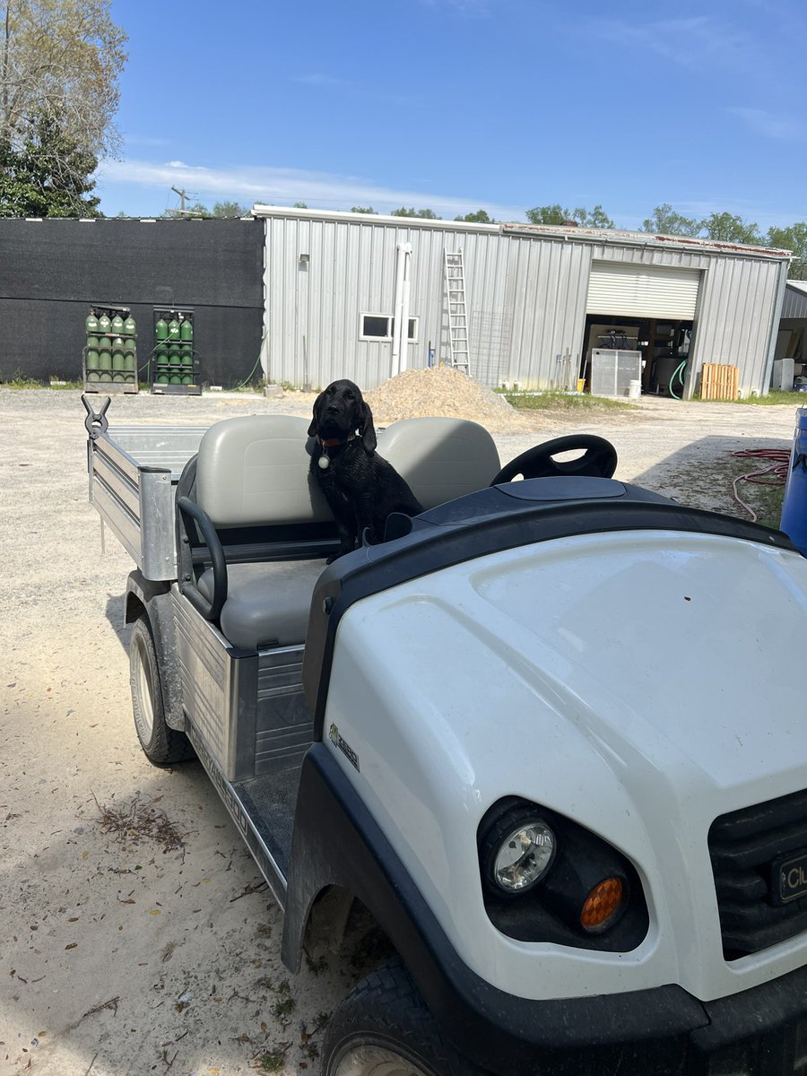 EricahDawn's tweet photo. Hatchery pup Fisher AKA Fisheroonies is become a distinguished young man! From being found almost dead he is now living the life of chasing off predatory birds, eating frogs and toads, throwing around dead fish, swimming, and keeping us in line on the golf cart. https://t.co/fbr7iwdMRn