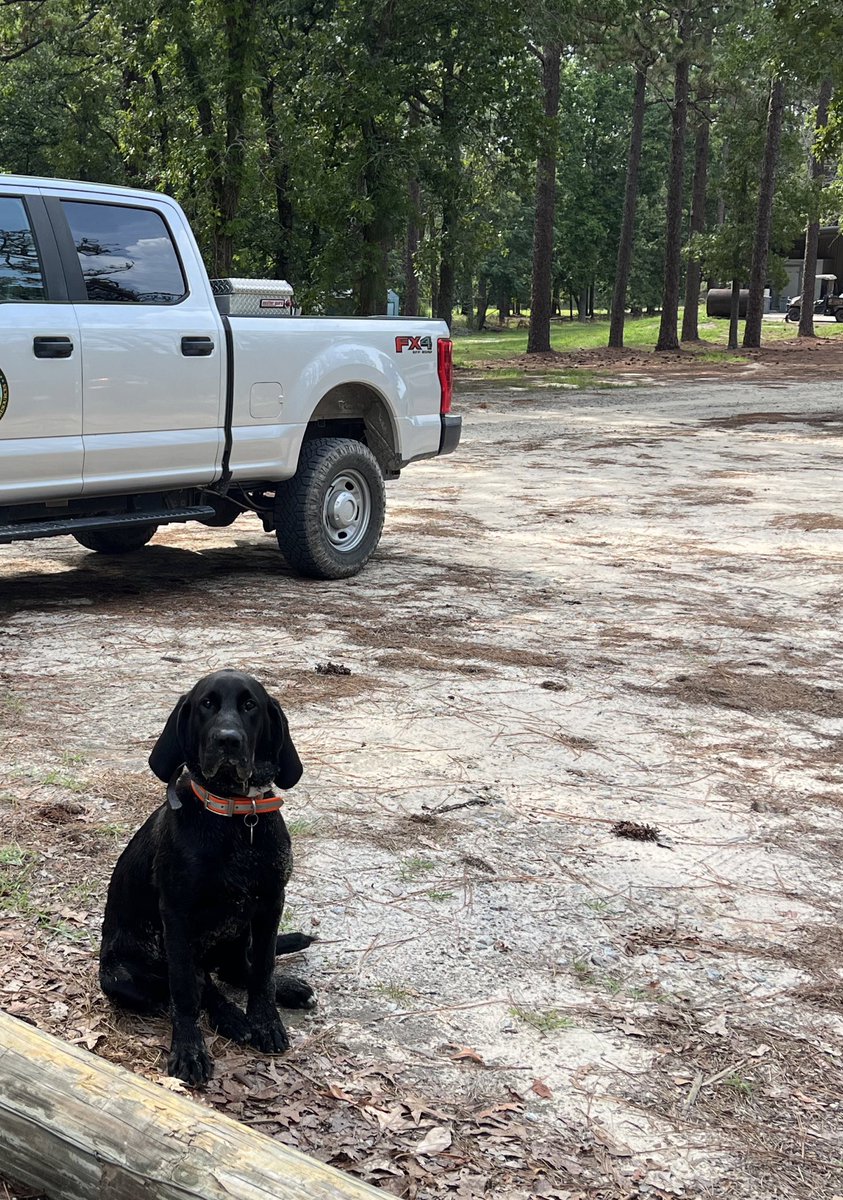 Hatchery pup Fisher AKA Fisheroonies is become a distinguished young man! From being found almost dead he is now living the life of chasing off predatory birds, eating frogs and toads, throwing around dead fish, swimming, and keeping us in line on the golf cart.