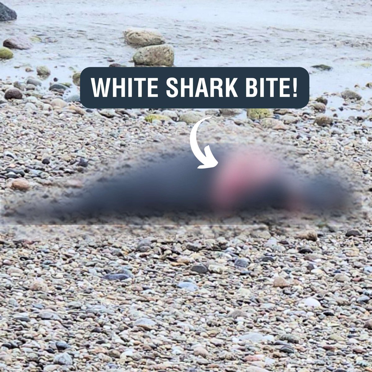 whales_org's tweet image. Our MARR team received a report of an injured gray seal with a gash on his right side. Shark expert, John Chisholm @MA_Sharks confirmed the gash was the result of a white shark bite 🦈

👀👉🏽 ow.ly/m2vK50SAtQ2

#SharkWeek #CapeCode #Massachusetts #GraySeal #SharkBite #Shark