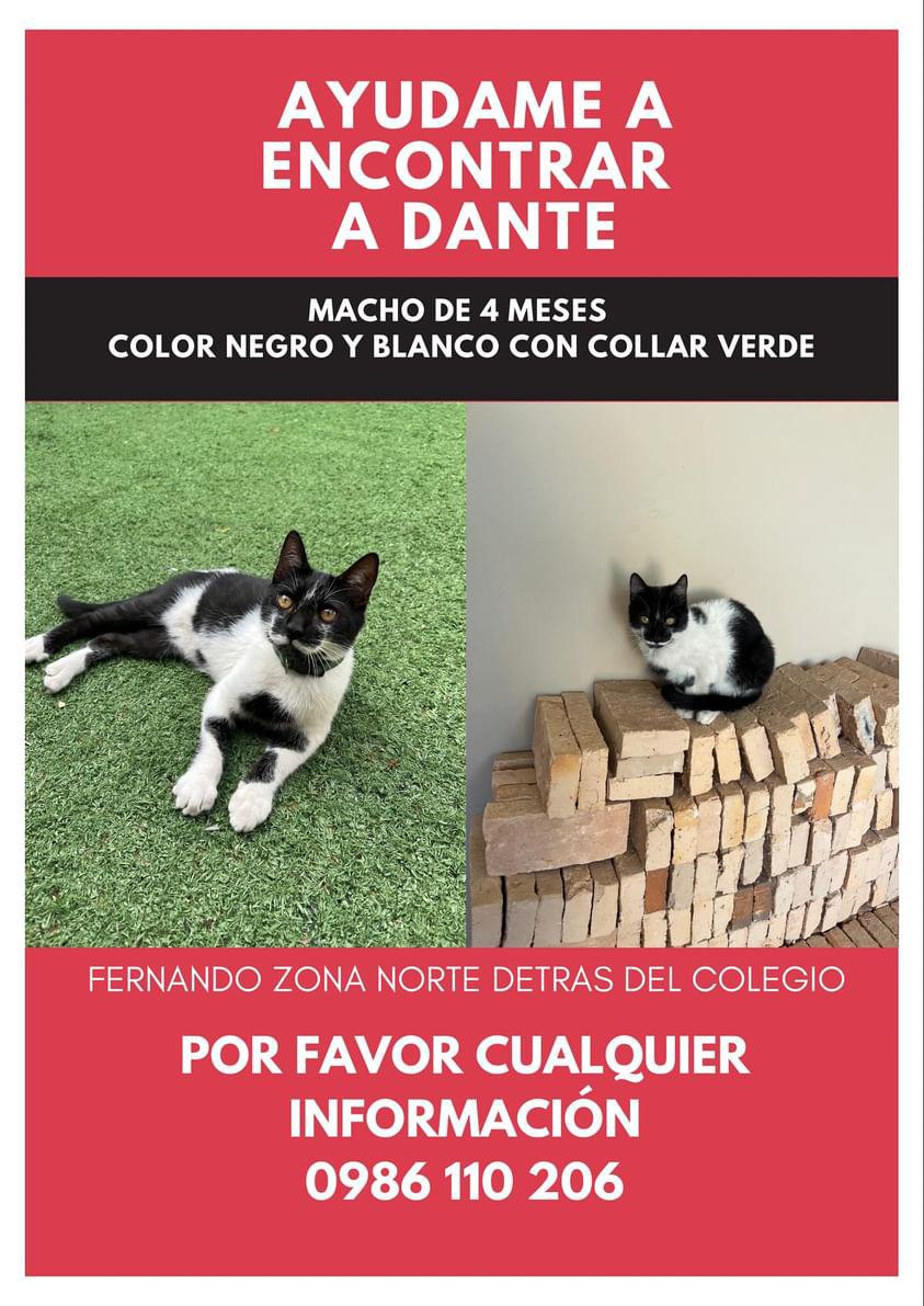 Buscamos a Dante RT