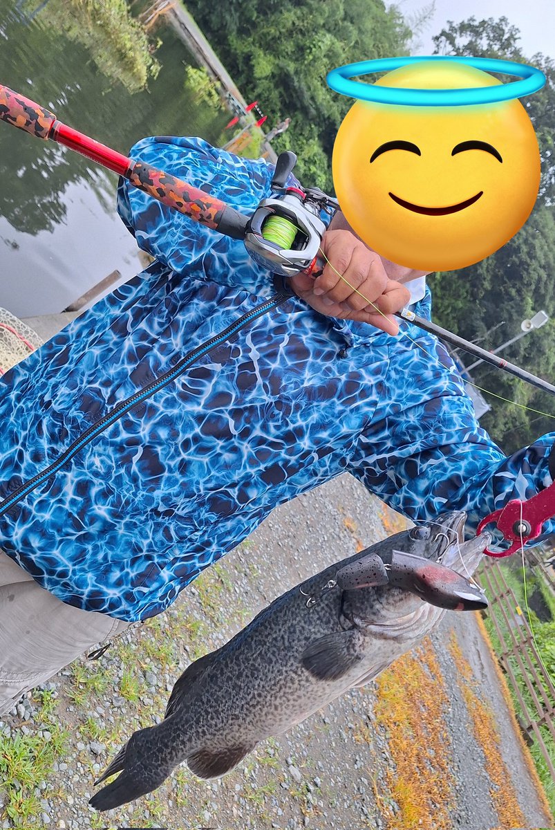 251Hunter_ufm's tweet photo. 意図しない所で自作トップでマーレー捕って、ｺﾄｶｽﾌﾟﾛｯﾌﾟでバスと戯れて…
って、オイラがｺﾄｶｽﾌﾟﾛｯﾌﾟで遊んでた場所に社長様がフカ投げたら一撃でマーレー捕られた😇

オイラは4種釣ったのでキーホルダーげっと(°∀°)

#KOZｴｸｽﾍﾟﾝｼｮﾝ
#大久保幸三
#SplashClub https://t.co/rg89O7cnfx