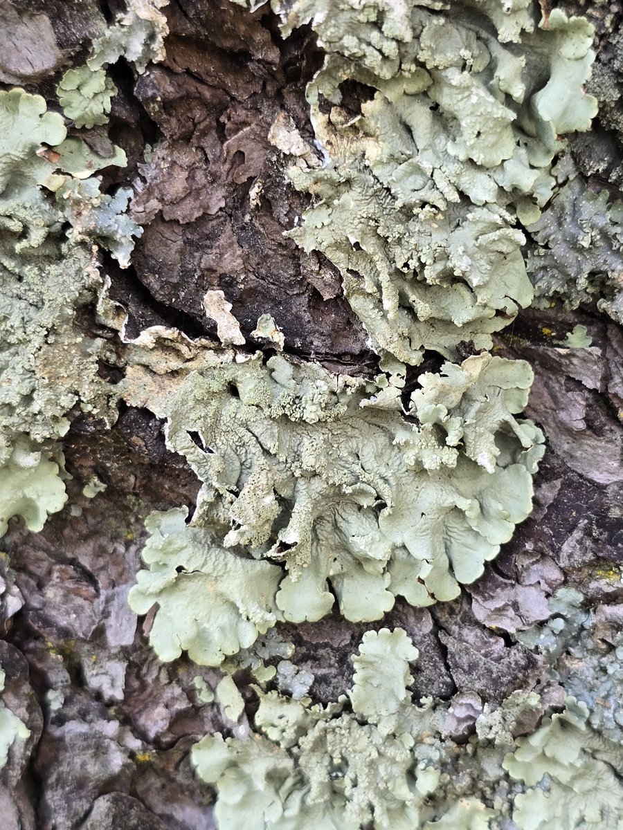 SALEEM06444600's tweet photo. #lichens https://t.co/OZsCvLQ74t