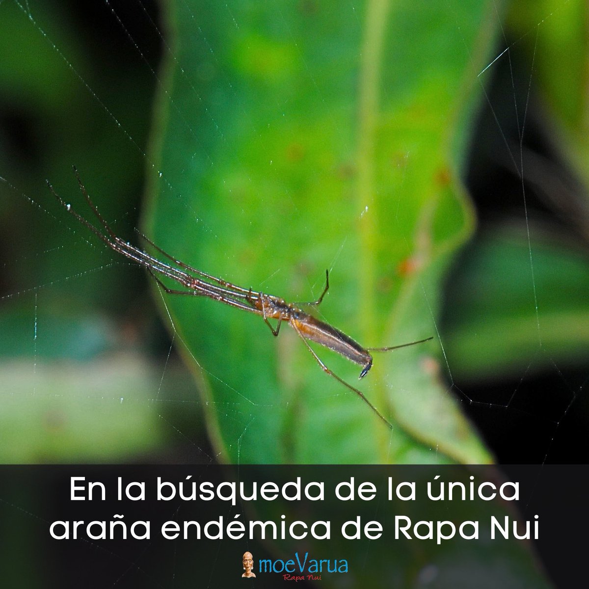 esmoi_ucn's tweet photo. #ESMOI 🌎 🌊🕷️ 🗿//

▶️ Compartimos con ustedes un nuevo artículo de la revista Moe Varua Rapa Nui escrito por el Dr. Darko D. Cotoras quien nos cuenta la historia sobre una araña endémica de Rapa Nui 🗿 🕷️ 🌿 

▶️ Descarga:

https://t.co/7ZB3ZpcRSS

#RapaNui #EndemicSpider https://t.co/xor5TLzl8J