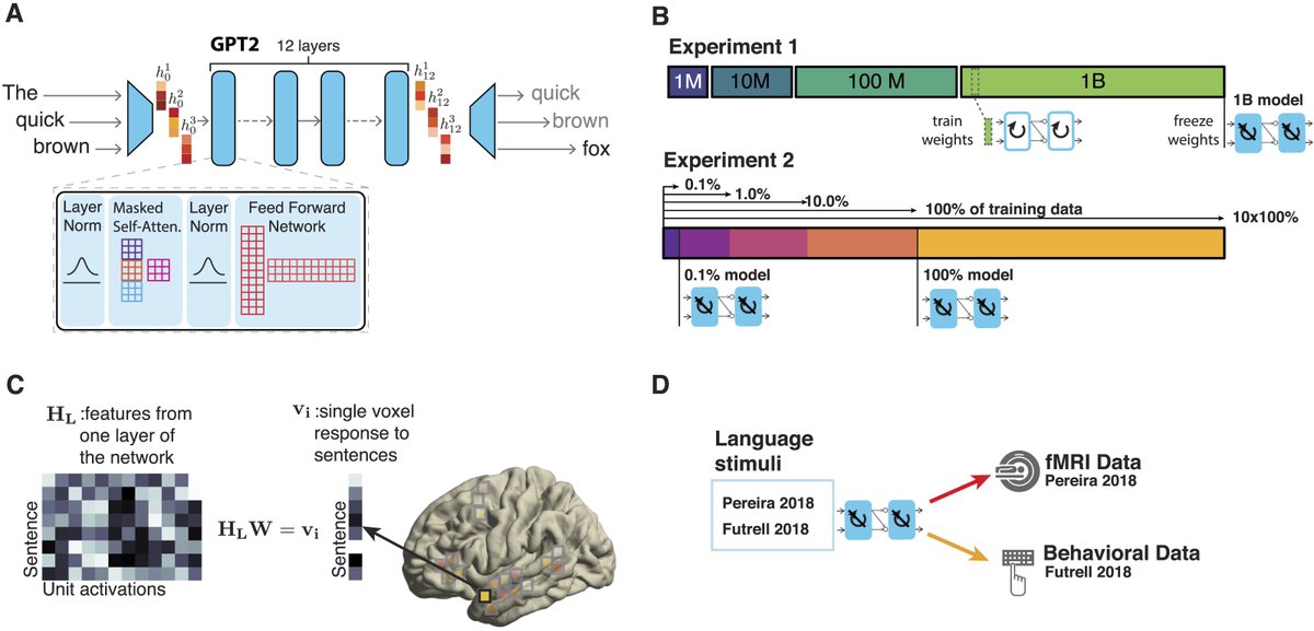 Neurobiology of Language (@jneurolang) on Twitter photo Artificial Neural Network Language Models Predict Human Brain Responses to Language Even After a Developmentally Realistic Amount of Training | doi.org/10.1162/nol_a_… | by <a href="/eghbal_hosseini/">Eghbal Hosseini</a>, <a href="/ev_fedorenko/">Ev (like in 'evidence', not Eve) Fedorenko 🇺🇦</a> & colleagues Artificial Neural Network Language Models Predict Human Brain Responses to Language Even After a Developmentally Realistic Amount of Training | doi.org/10.1162/nol_a_… | by <a href="/eghbal_hosseini/">Eghbal Hosseini</a>, <a href="/ev_fedorenko/">Ev (like in 'evidence', not Eve) Fedorenko 🇺🇦</a> & colleagues