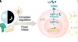 #Commentary by Cinzia Fionda and <a href="/GiuseppeSciume/">Giuseppe Sciume</a> <a href="/SapienzaRoma/">Sapienza Università di Roma</a> on recent article by Cao et al. (buff.ly/3W7heyJ): 

A little ER stress isn’t bad: the IRE1α/XBP1 pathway shapes ILC3 functions during intestinal inflammation: buff.ly/4cMpRUY