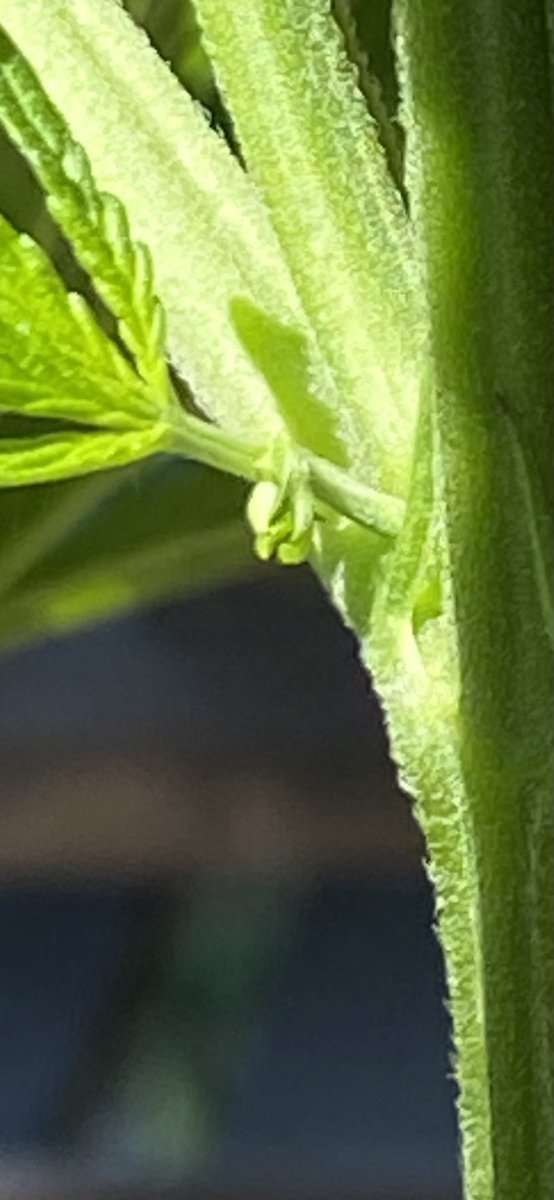 jmo22966085's tweet photo. Dammit! RIP #MasterKush project, unfortunately this was my last seed attempt i’ve been looking at this thing for 20 min now, but that’s a male https://t.co/c3LVWFN8wS