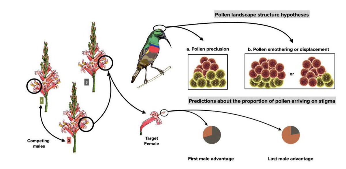 ecoevorxiv's tweet photo. Competition for pollen deposition space on pollinators generates last-male advantage. https://t.co/ysFFX2yc8o https://t.co/xA3I1u10fi