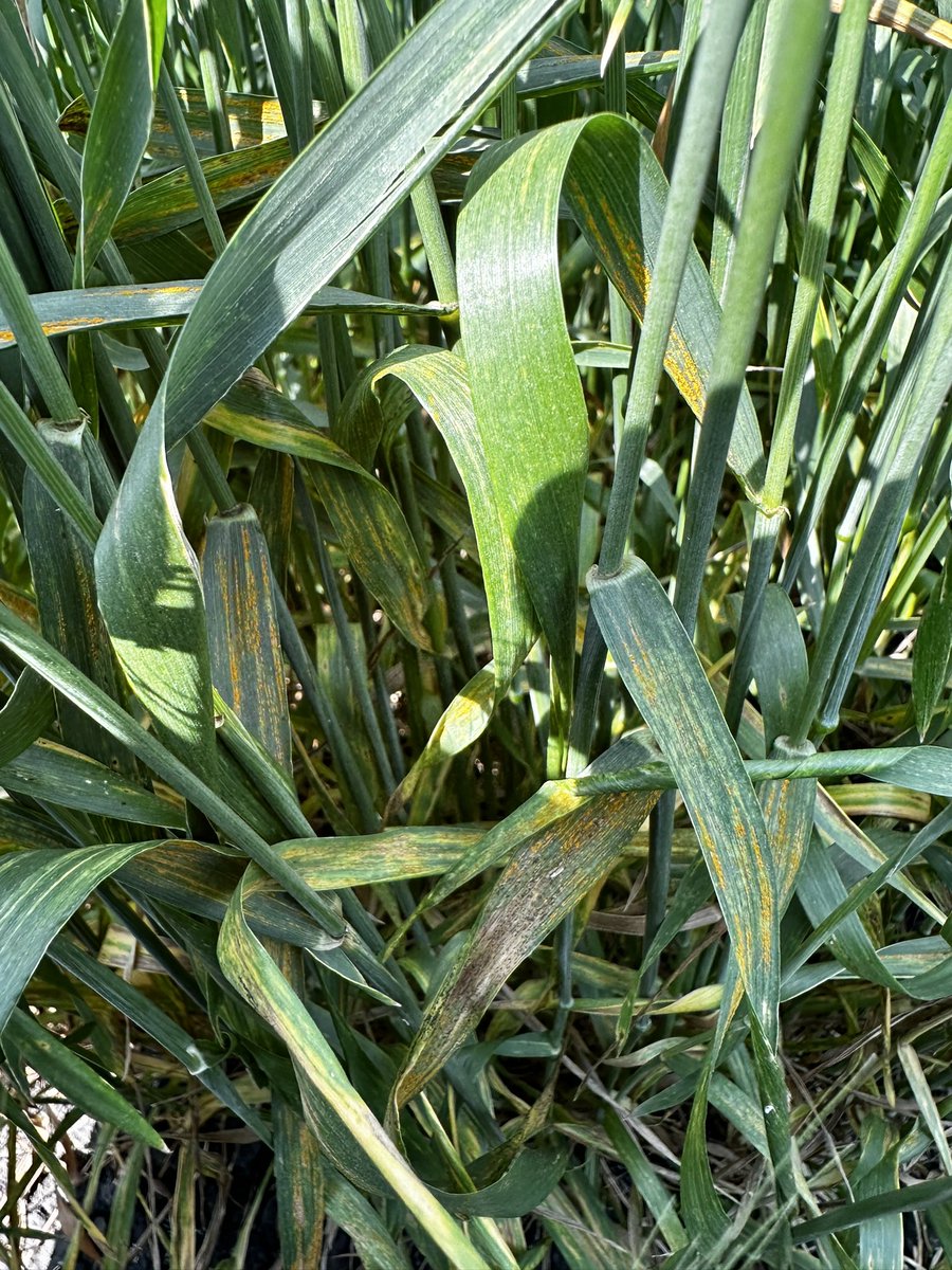 Spring wheat variety trials at Casselton, ND. Stripe rust is looking bad on susceptible lines.