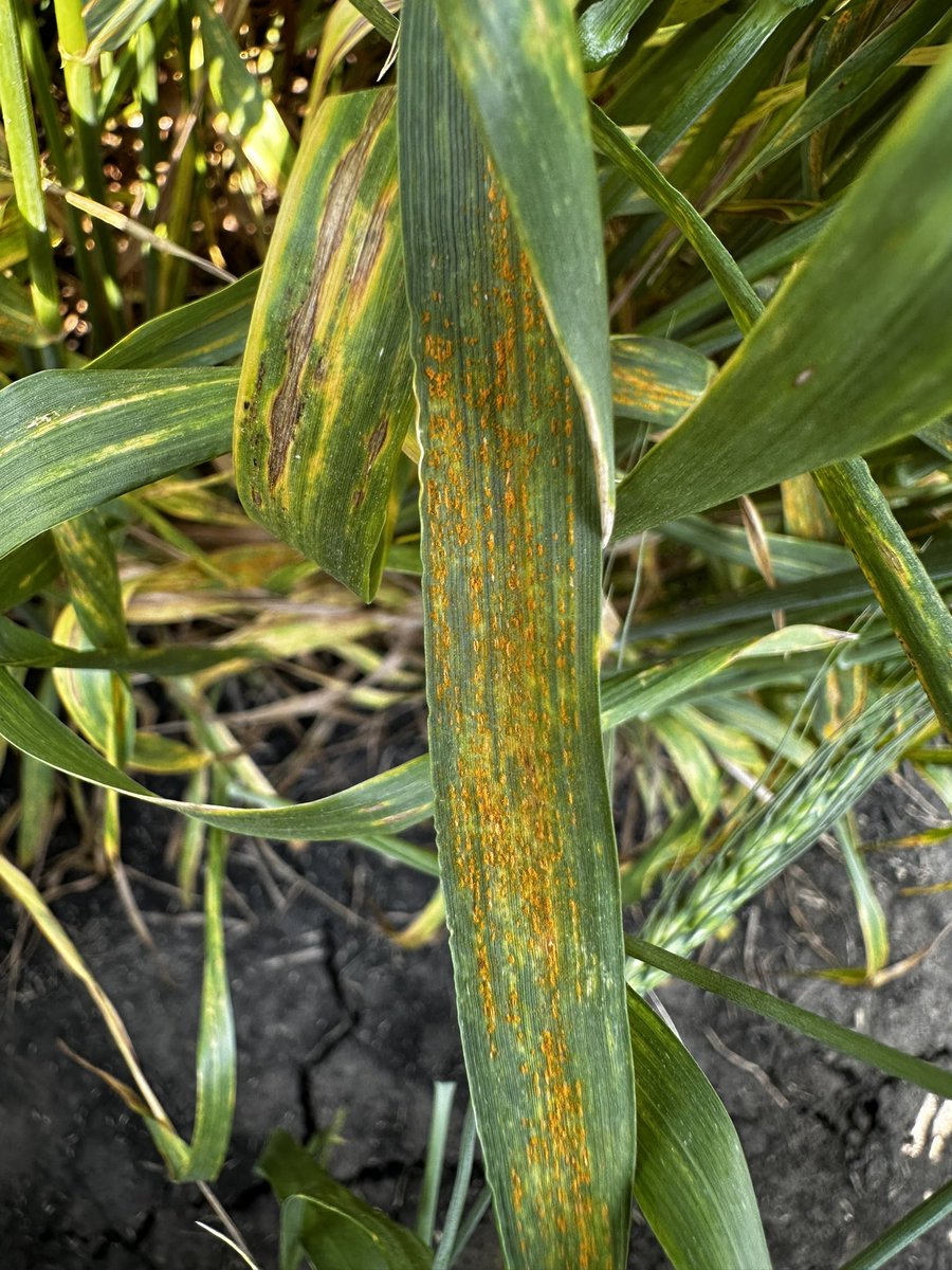 rustpathology's tweet image. Spring wheat variety trials at Casselton, ND. Stripe rust is looking bad on susceptible lines.