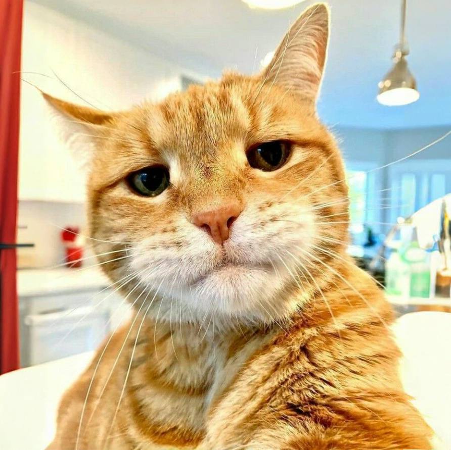 BELLIOCAT's tweet photo. $Bellio is a cute cat with a cat hat , $Bellio is very adorable cat in solana ecosystem let's send it millio to bellio.

Website : https://t.co/FGdvnzhhI1
Twitter : https://t.co/2iCj8DNz26
Telegram : https://t.co/mer6ITvXGm
CA : https://t.co/eWdboou8CE